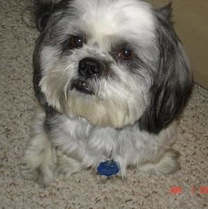 Meet your Posher, Sofia